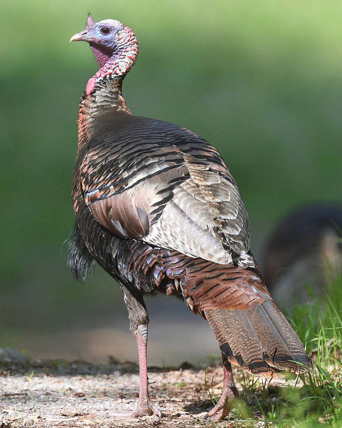 This tom (male) turkey makes a striking sight in the sunlight. It has the red head, the beard hanging off the breast, and the spurs about two inches higher than its feet on the tarsus, which all indicate a male. In the male young of one year old or so (jakes), it may be more difficult to determine sex. Their spurs are small and their beards are short. Turkeys have keen eyesight, so they are hard to get close to. Binoculars help in seeing a bird’s features.